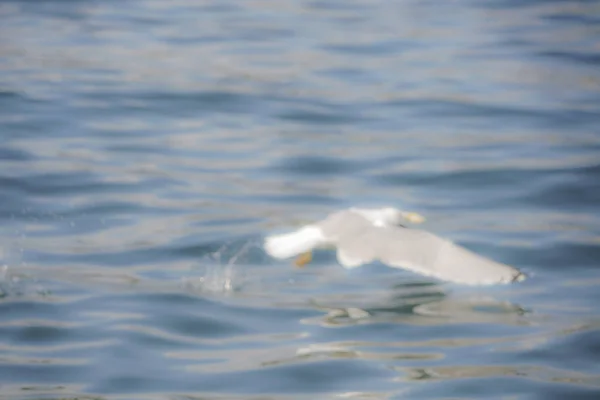 Fond flou avec mouette volant au-dessus de la mer — Photo