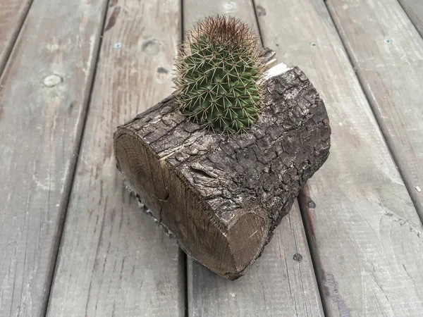 Kaktus i en logg — Stockfoto