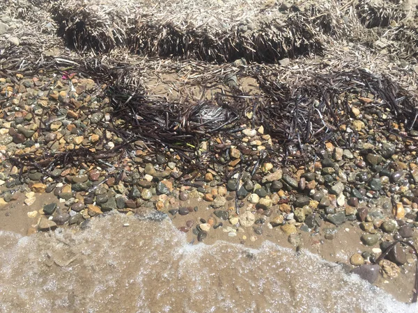 Zeewier op een strand — Stockfoto