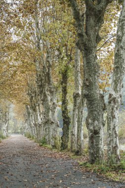 Sonbaharda ağaçlarıyla çevrili köy yolunda