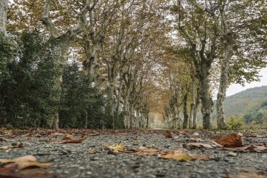 Sonbaharda ağaçlarıyla çevrili köy yolunda