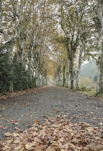 Country road surrounded by trees in autumn — Stock Photo, Image