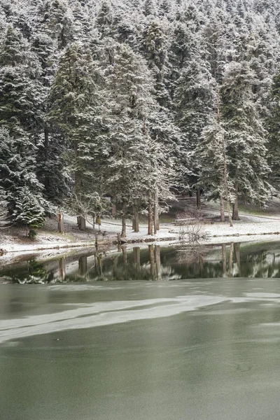 Pins sous la neige au bord du lac — Photo