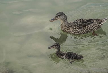 yeşilbaş ördek ve gölde yüzmeye bebek