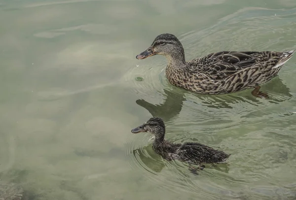 Anatra reale e bambino che nuota sul lago — Foto Stock