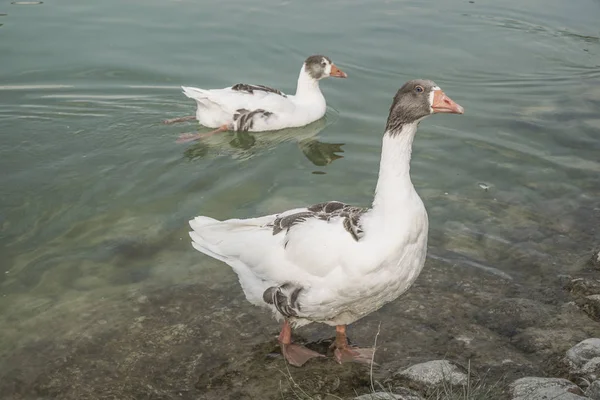 Oca sul lago — Foto Stock