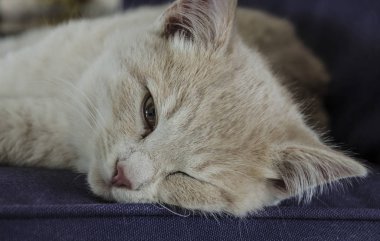 kanepede uyuyan sevimli kedi