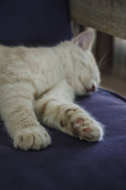 kanepede uyuyan sevimli kedi