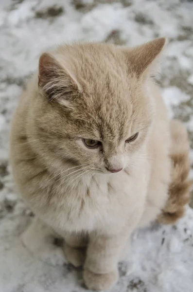 Милый кот / котенок на снегу — стоковое фото