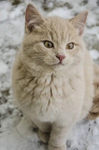 Lindo gato / gatito en la nieve —  Fotos de Stock