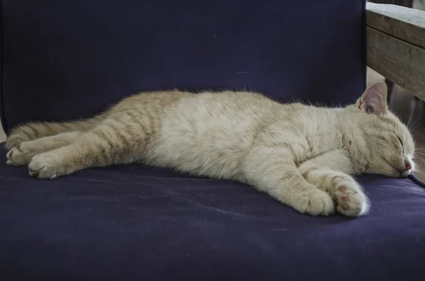 Roztomilý kočka spí na pohovce — Stock fotografie