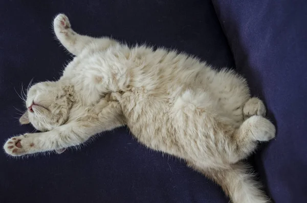 Mignon chat dormir sur canapé — Photo