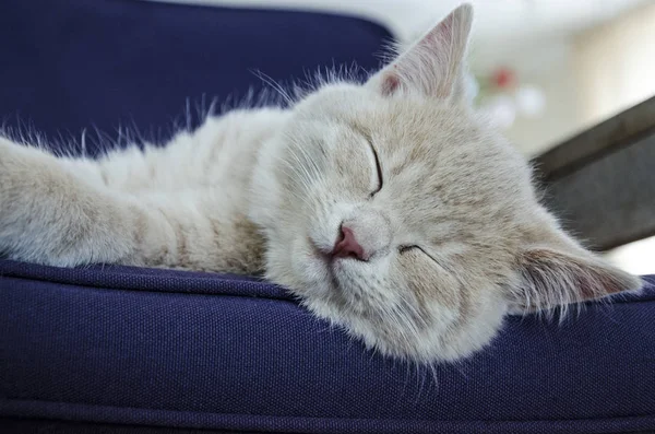 Χαριτωμένο γάτα στον ύπνο στον καναπέ — Φωτογραφία Αρχείου