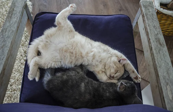 Gatos bonitos dormindo juntos em poltrona — Fotografia de Stock