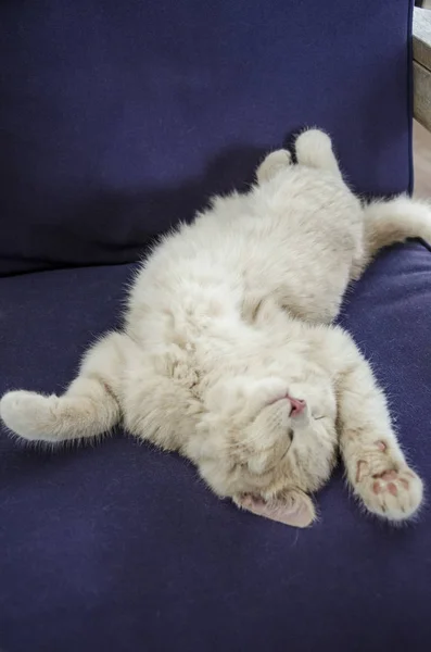 Kanepede uyuyan sevimli kedi — Stok fotoğraf