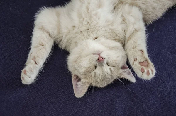 Carino gatto dormire su divano — Foto Stock