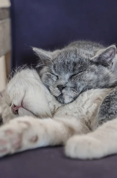 Kucing lucu tidur bersama — Stok Foto