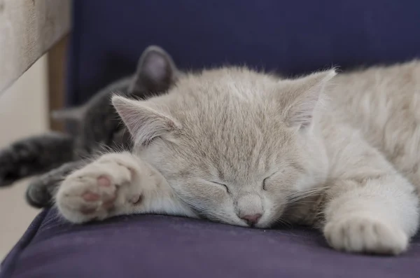 Cute cats sleeping together — Stock Photo, Image