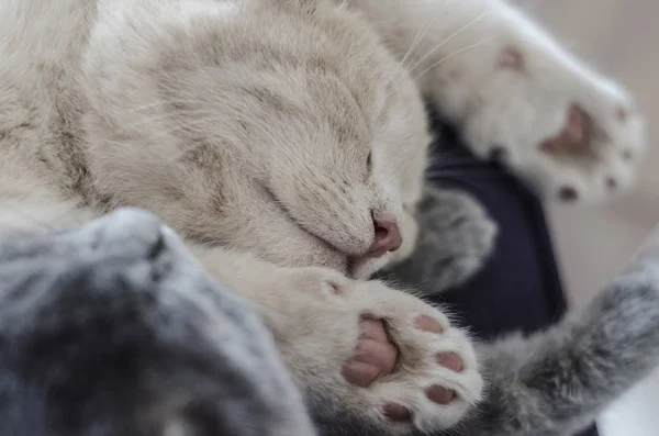 Schattige katten samen slapen — Stockfoto