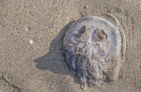 Medusas muertas en la arena — Foto de Stock