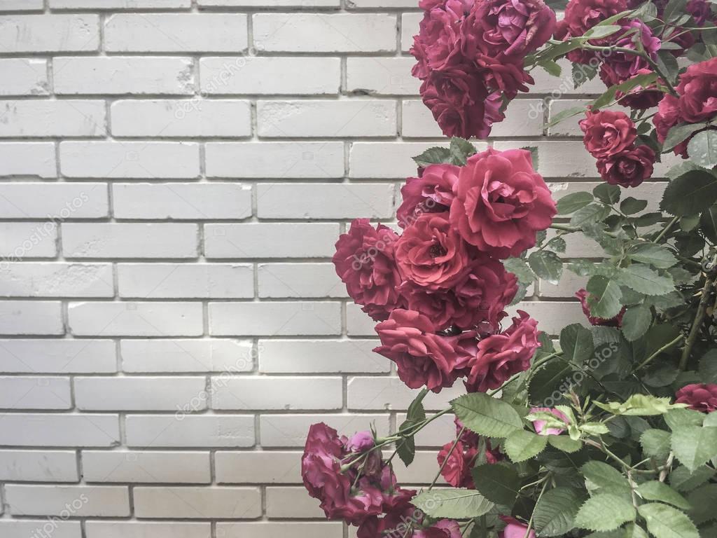 Roses against brick wall — Stock Photo © bernanamoglu 162278210