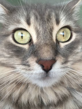 bir kedi closeup yüzü