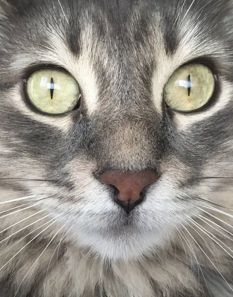 bir kedi closeup yüzü