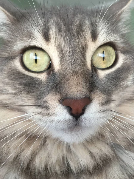 bir kedi closeup yüzü