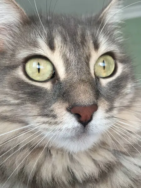 Wajah closeup dari kucing — Stok Foto