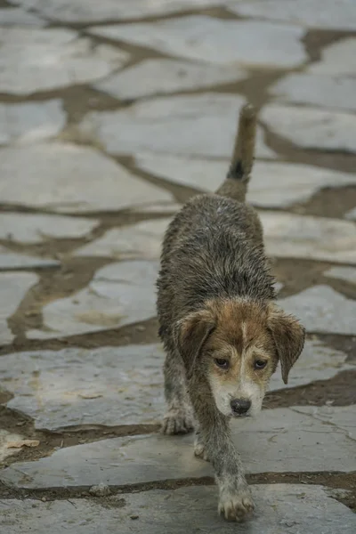 A poor street dog — Stock Photo, Image