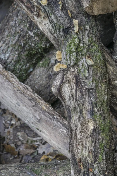 Hromada dřevěných hranolů jako pozadí — Stock fotografie