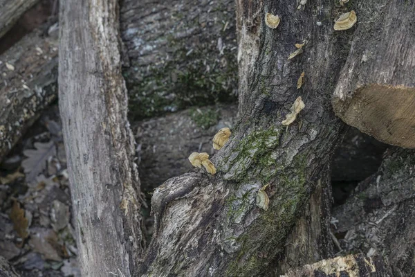 Ahşap günlükleri yığını bir arka plan olarak