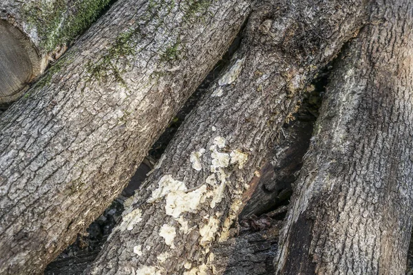 Hromada dřevěných hranolů jako pozadí — Stock fotografie