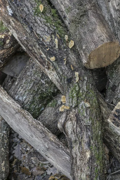 Ahşap günlükleri yığını bir arka plan olarak