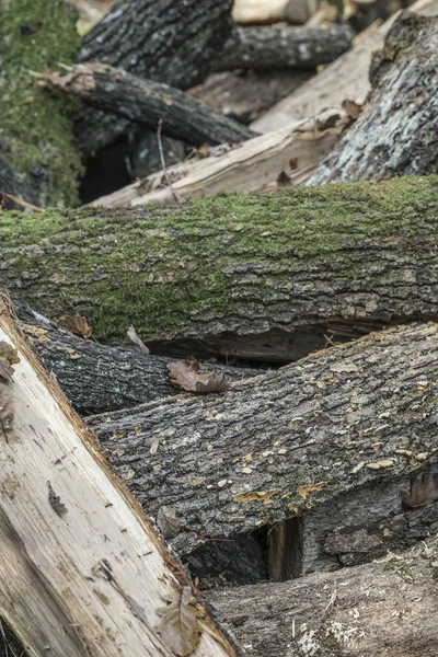 Pile of wooden logs as a background — Stock Photo, Image