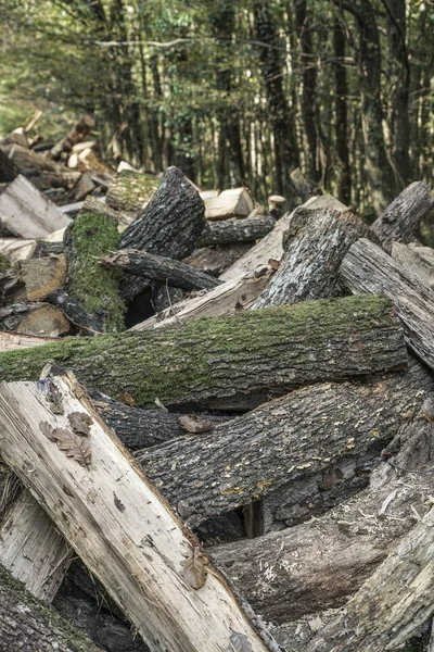 Toros de madeira cortados e empilhados na floresta — Fotografia de Stock