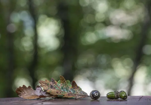 A szárított levelek és makk őszi háttér — Stock Fotó
