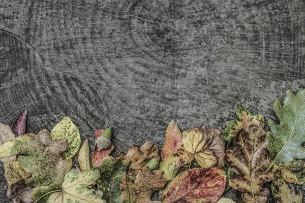 Висушене осіннє листя і жолуді на дерев'яному фоні — стокове фото