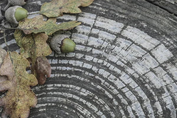 말린 단풍 및 도토리 나무 배경 — 스톡 사진