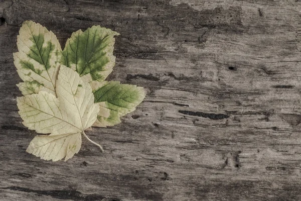 Осінній шаблон з листям на дерев'яному фоні — стокове фото