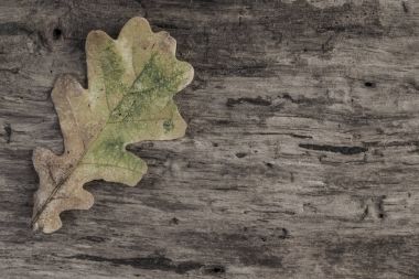 ahşap arka plan üzerinde yaprakla sonbahar şablonu