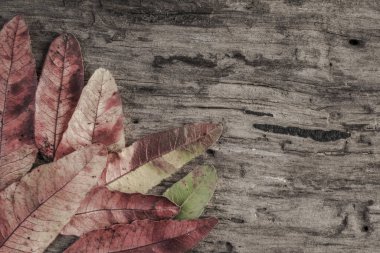 sonbahar yaprakları ahşap arka plan üzerinde şablonla
