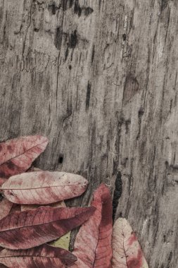 sonbahar yaprakları ahşap arka plan üzerinde şablonla
