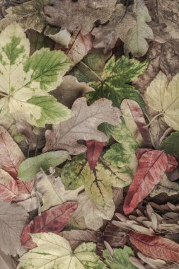 Kurutulmuş yaprakları ile sonbahar arka plan