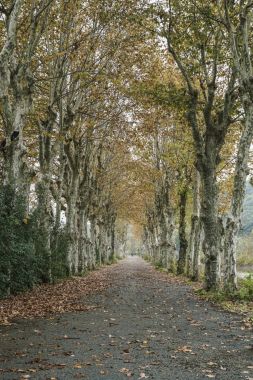 Sonbaharda ağaçlarıyla çevrili köy yolunda