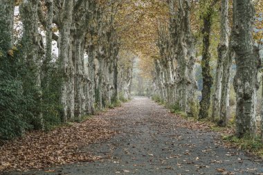 Sonbaharda ağaçlarıyla çevrili köy yolunda