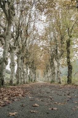 Sonbaharda ağaçlarıyla çevrili köy yolunda