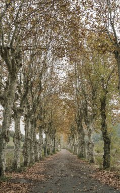 Sonbaharda ağaçlarıyla çevrili köy yolunda