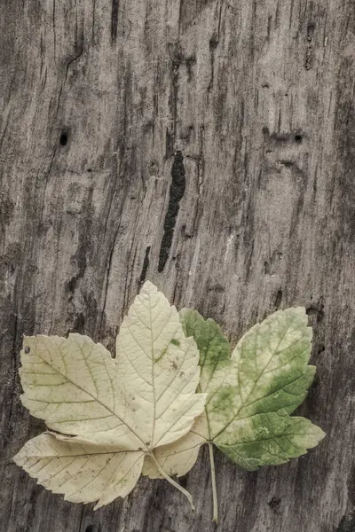 Осенний шаблон с листьями на деревянном фоне — стоковое фото
