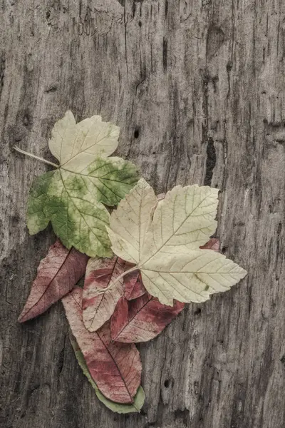 Ahşap arka plan üzerinde renkli yaprakları ile sonbahar şablonu — Stok fotoğraf
